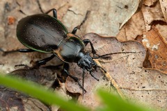 Carabus nemoralis prasinotinctus