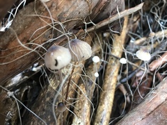 Mycena cystidiosa