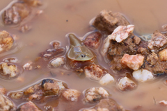 Triops australiensis