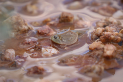 Triops australiensis