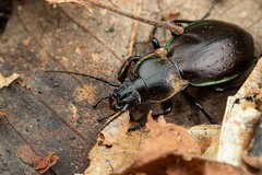 Carabus nemoralis prasinotinctus