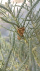 Halocnemum strobilaceum