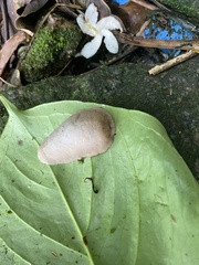 Filicaulis seychellensis