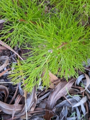 Hakea drupacea