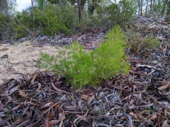 Hakea drupacea