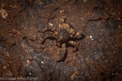 Methidrysis afflicta