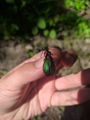 Carabus lineatus