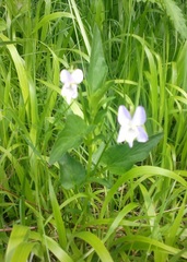 Viola elatior