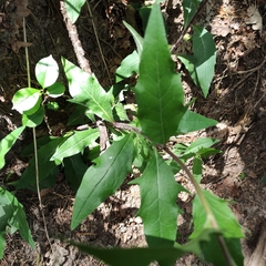 Hieracium laevigatum
