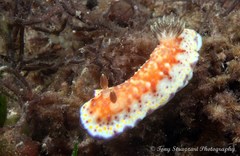 Goniobranchus collingwoodi