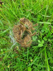 Malacosoma alpicolum