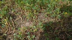 Melilotus