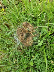 Malacosoma alpicolum