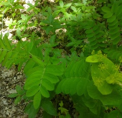 Astragalus glycyphylloides
