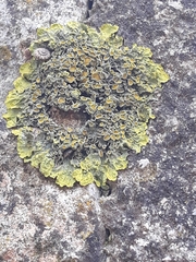 Xanthoria