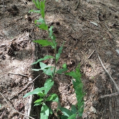 Hieracium laevigatum