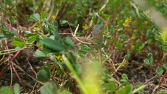 Melilotus