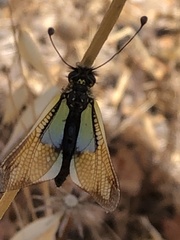 Libelloides baeticus