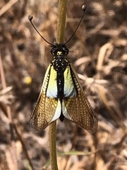 Libelloides baeticus