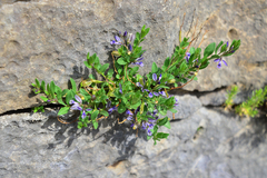 Polygala supina