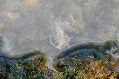 Dondice occidentalis