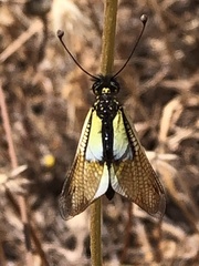 Libelloides baeticus