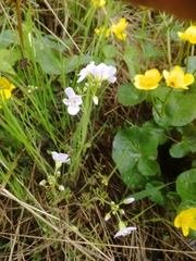 Cardamine pratensis pratensis