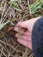 Cardamine pratensis pratensis
