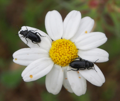 Dasytes coerulescens