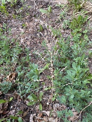 Axyris amaranthoides