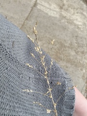 Axyris amaranthoides