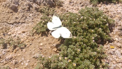 Frankenia pulverulenta