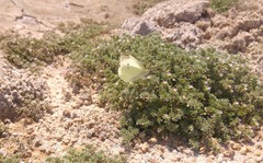 Frankenia pulverulenta