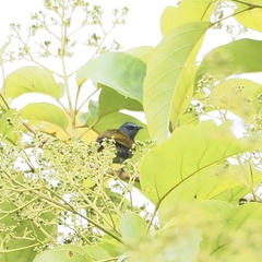 Rubigula cyaniventris