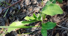 Hieracium robustum
