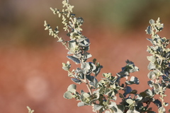 Atriplex nummularia