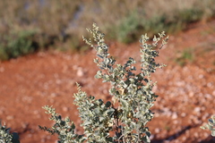 Atriplex nummularia