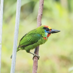 Psilopogon mystacophanos