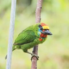 Psilopogon mystacophanos