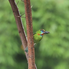 Psilopogon mystacophanos