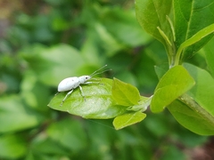 Myllocerus undecimpustulatus