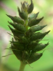 Astragalus glycyphylloides