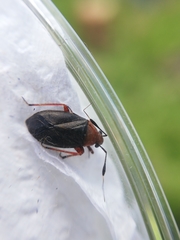 Capsus ater