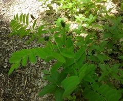 Astragalus glycyphylloides