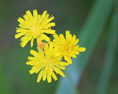 Pilosella caespitosa