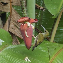 Arachnothera modesta