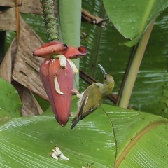 Arachnothera modesta