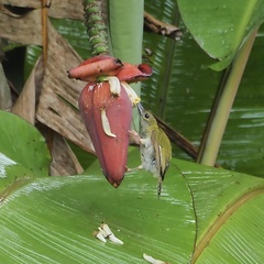 Arachnothera modesta