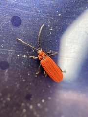 Lopheros rubens