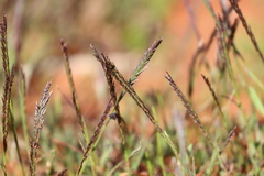 Tripogonella loliiformis